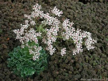 Saxifraga cotyledon 'Southside seedling'