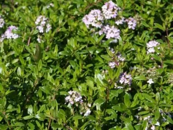 Thymus longicaulis 'Odoratus'