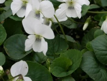 Viola sororia 'Albiflora'