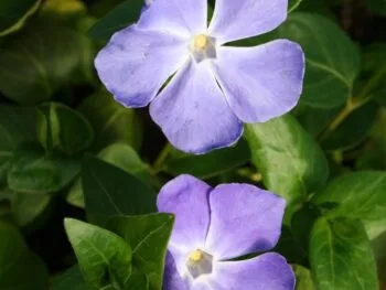 Vinca major