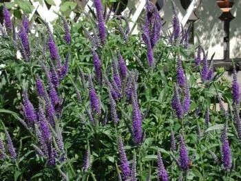 Veronica longifolia 'Blauriesin'