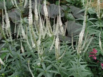 Veronicastrum virginicum 'Album'