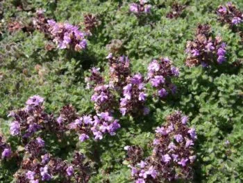 Thymus pseudolanuginosus (praecox)