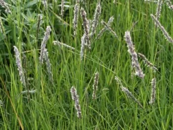 Sesleria autumnalis