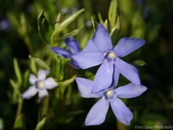 Vinca minor