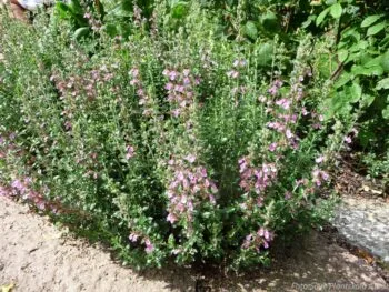 Teucrium lucidrys