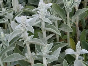 Stachys byzantina