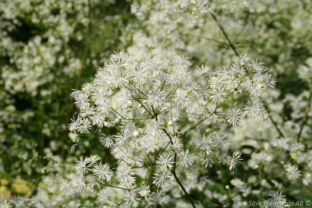 Thalictrum aquilegifolium 'Alba'