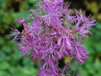 Thalictrum aquilegifolium 'Thundercloud'