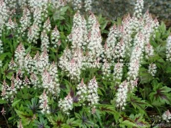 Tiarella 'Sugar And Spice'