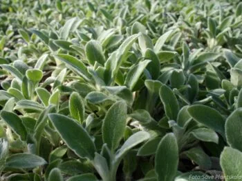 Stachys byzantina 'Silver Carpet'