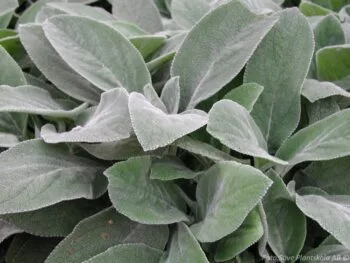 Stachys byzantina 'Big Ears'