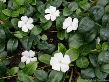 Vinca minor 'Alba'