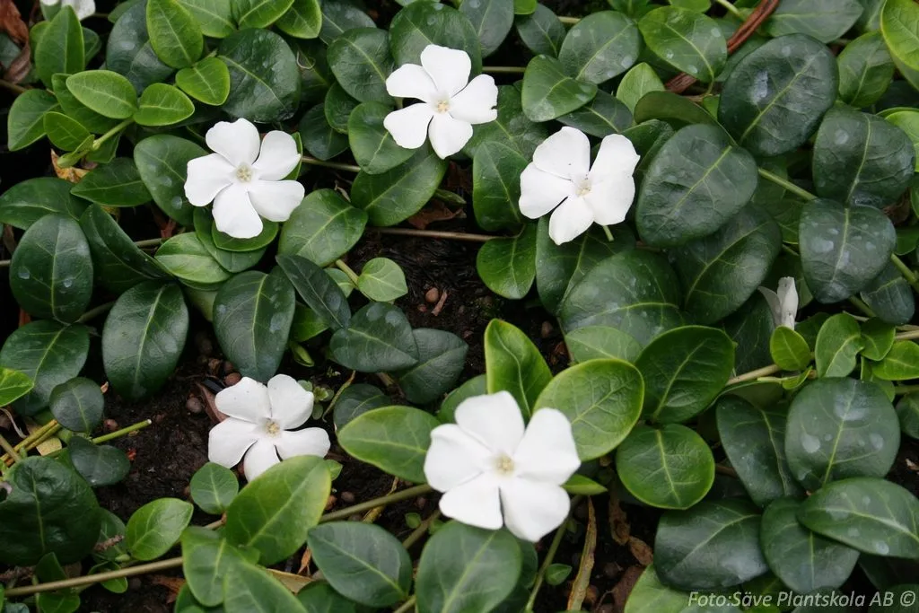 Vinca minor 'Alba'