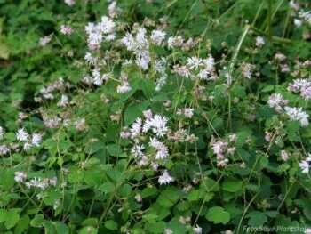 Thalictrum kiusianum