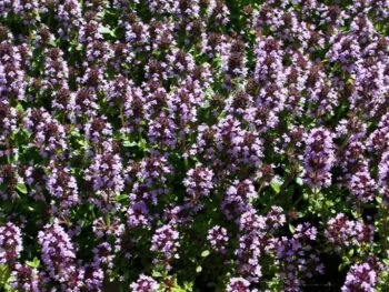 Thymus x citriodorus 'Golden Dwarf'