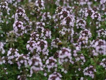 Thymus x citriodorus 'Lemon Curd'