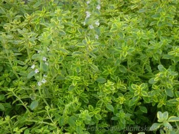 Thymus x citriodorus 'Golden Lemon'