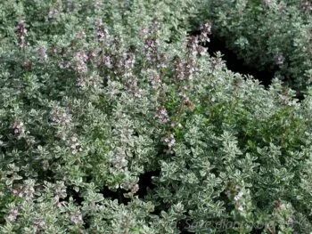Thymus x citriodorus 'Silver Queen'