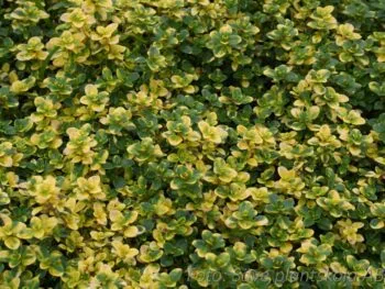 Thymus x citriodorus 'Doone Valley'