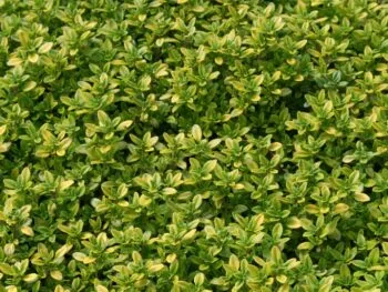 Thymus x citriodorus 'E.B. Anderson'