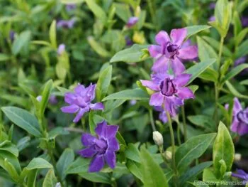 Vinca minor 'Multiplex'
