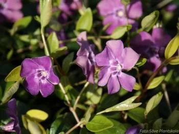 Vinca minor 'Atropurpurea''