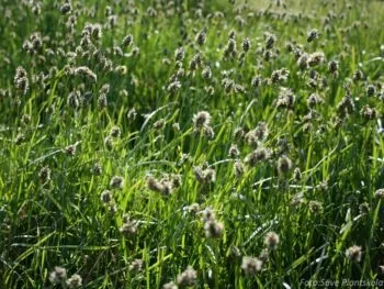 Sesleria caerulea