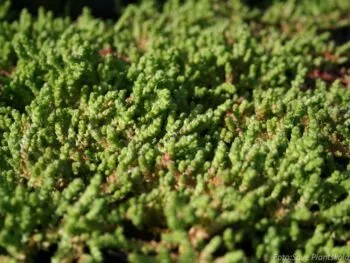 Sedum acre