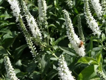 Veronica longifolia 'Schneeriesin'