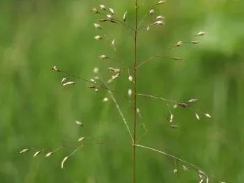 Sporobolus heterolepsis 'Cloud'