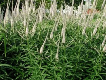 Veronicastrum virginicum 'Pink Glow'