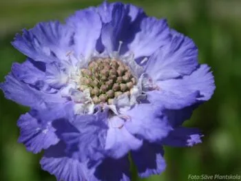 Scabiosa caucasica 'Stäfa'