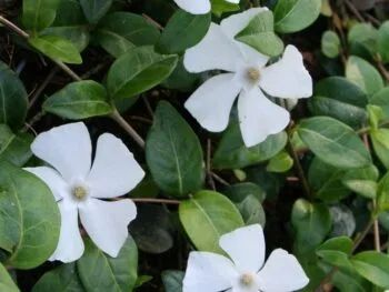 Vinca minor 'White Power'