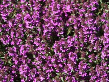 Thymus serpyllum 'Purple Beauty'