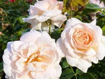 Rosor