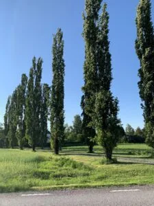 Pelarasp i en allé