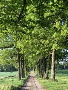 Ekträd som bildar en allé