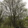 Acer capestre 'Elsrijk' under vinter i parkmiljö