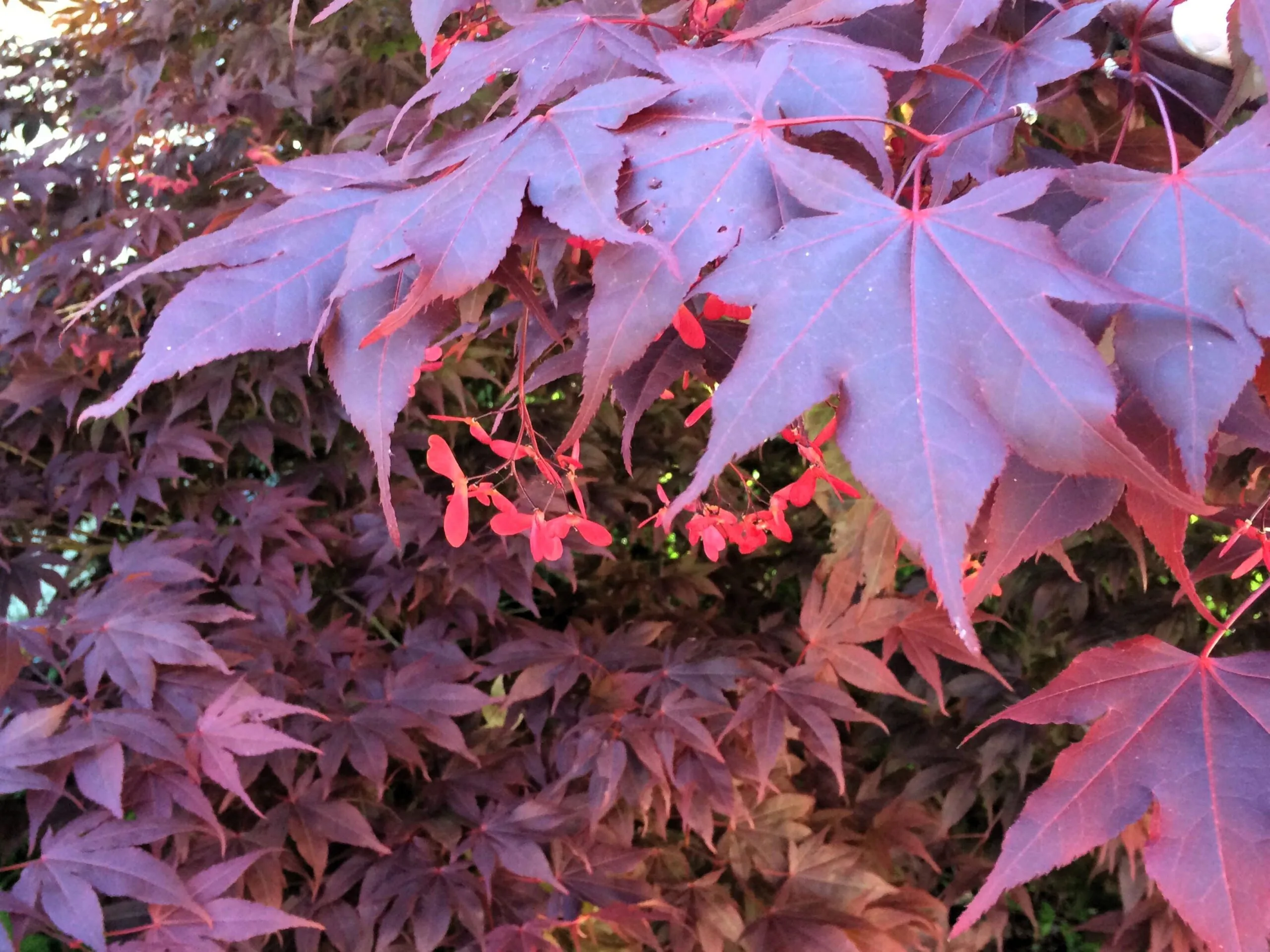 Acer palmatum 'Atropurpureum' frukter och löv i höstfärg