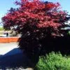 Acer palmatum 'Atropurpureum' helbild träd