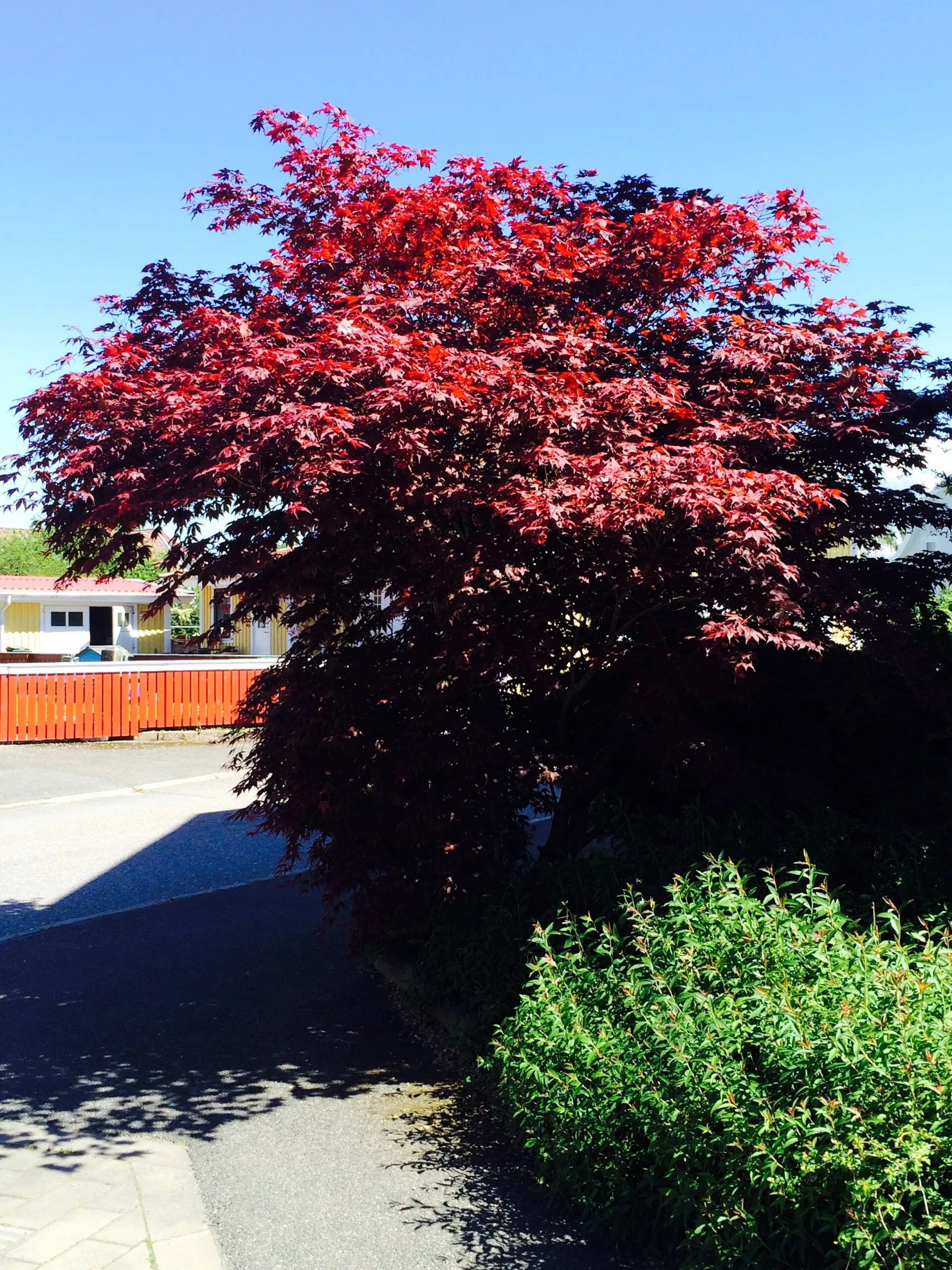 Acer palmatum 'Atropurpureum' helbild träd