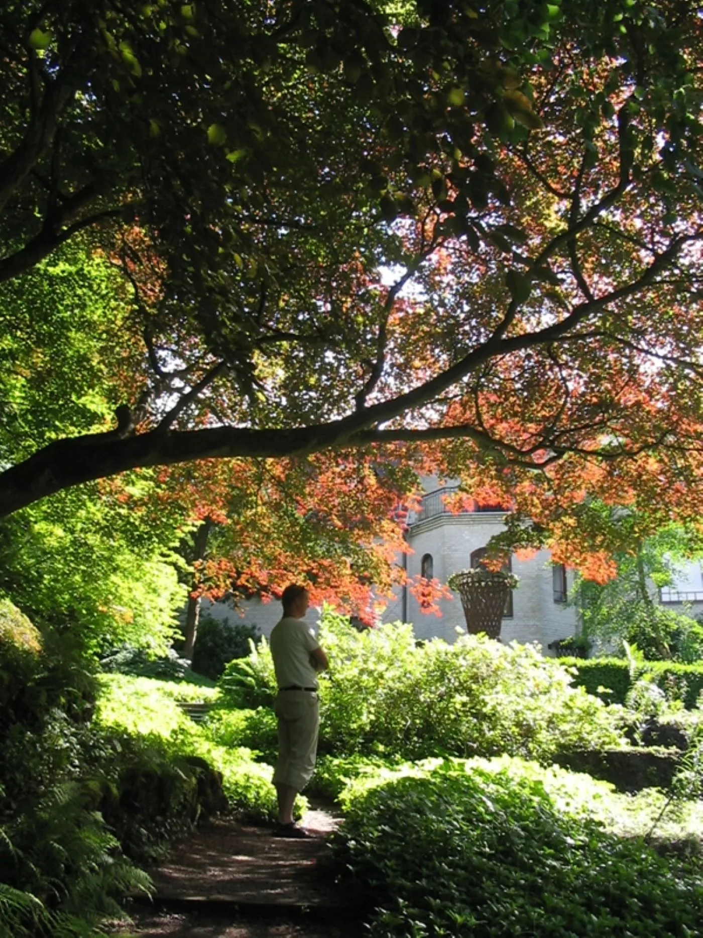 Acer palmatum 'Atropurpureum' i parkmiljö
