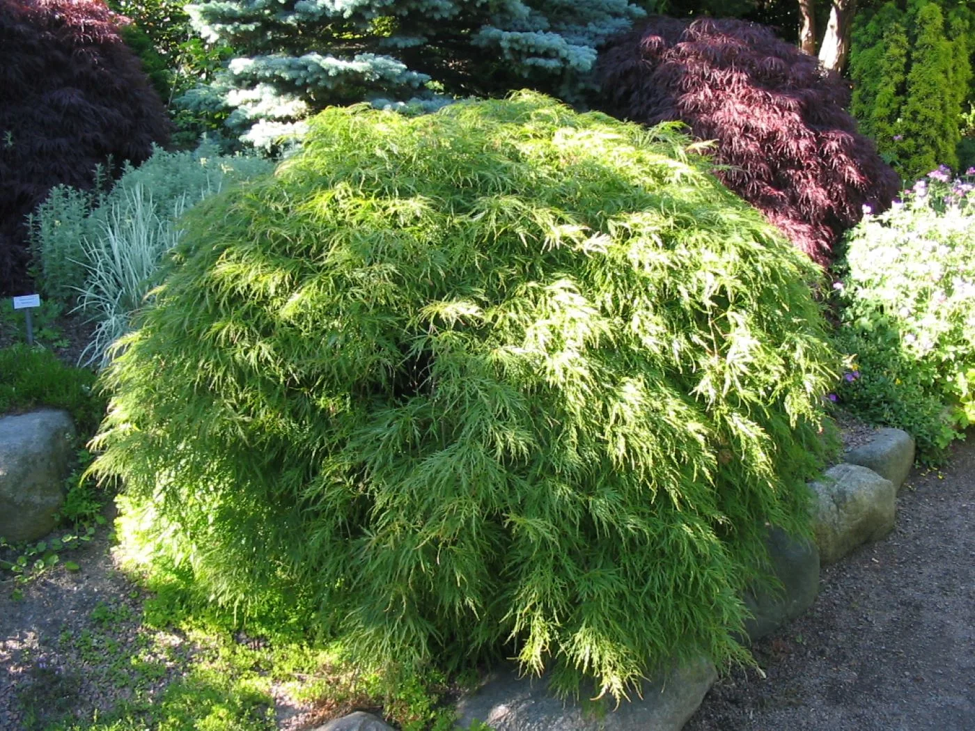 Acer palmatum 'Dissectum i grön färg