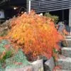 Acer palmatum 'Dissectum' i höstfärg