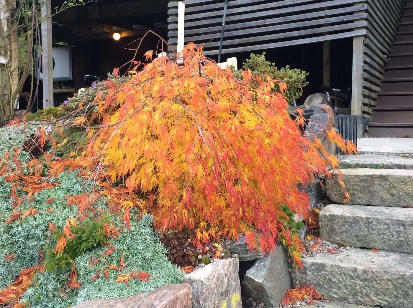 Acer palmatum 'Dissectum' i höstfärg
