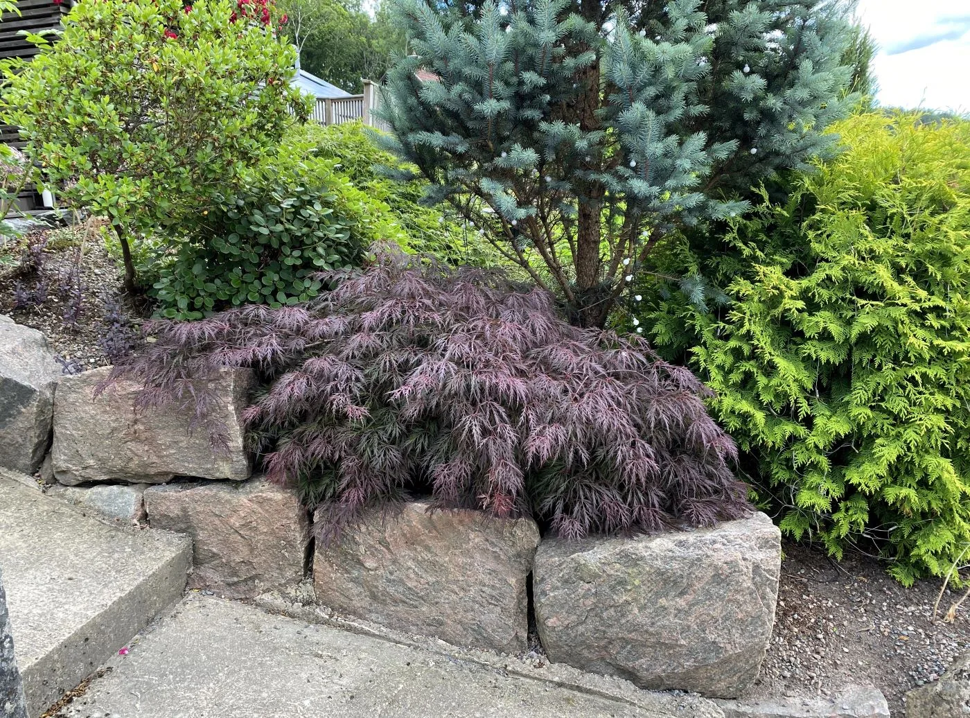 Acer palmatum 'Garnet' i trädgårdsmiljö