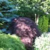 Acer palmatum 'Garnet' helbild i parkmiljö