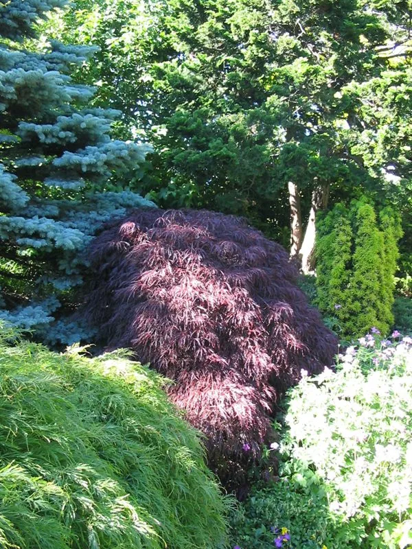 Acer palmatum 'Garnet' helbild i parkmiljö