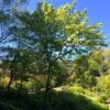 Acer pensylvanincum helbild i parkmiljö
